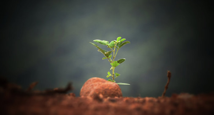 A seedling emerges from a heap of earth.