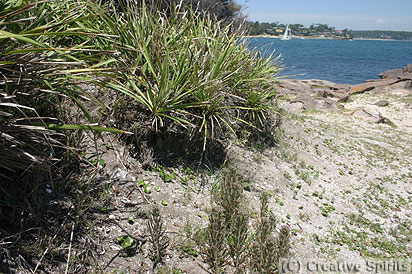 Jibbon Head. This midden at Jibbon Head (left) is not easy to detect. Left from the sailing boat in the background is Jibbon Beach.