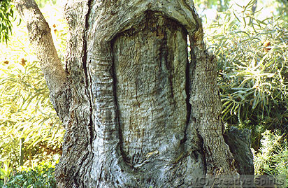 Perth. Tree in Kings Park. Aboriginals once cut a large piece of bark.