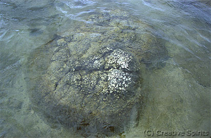 Cervantes. Stromatolite. A stromatolite just below the water. This one's probably still alive.